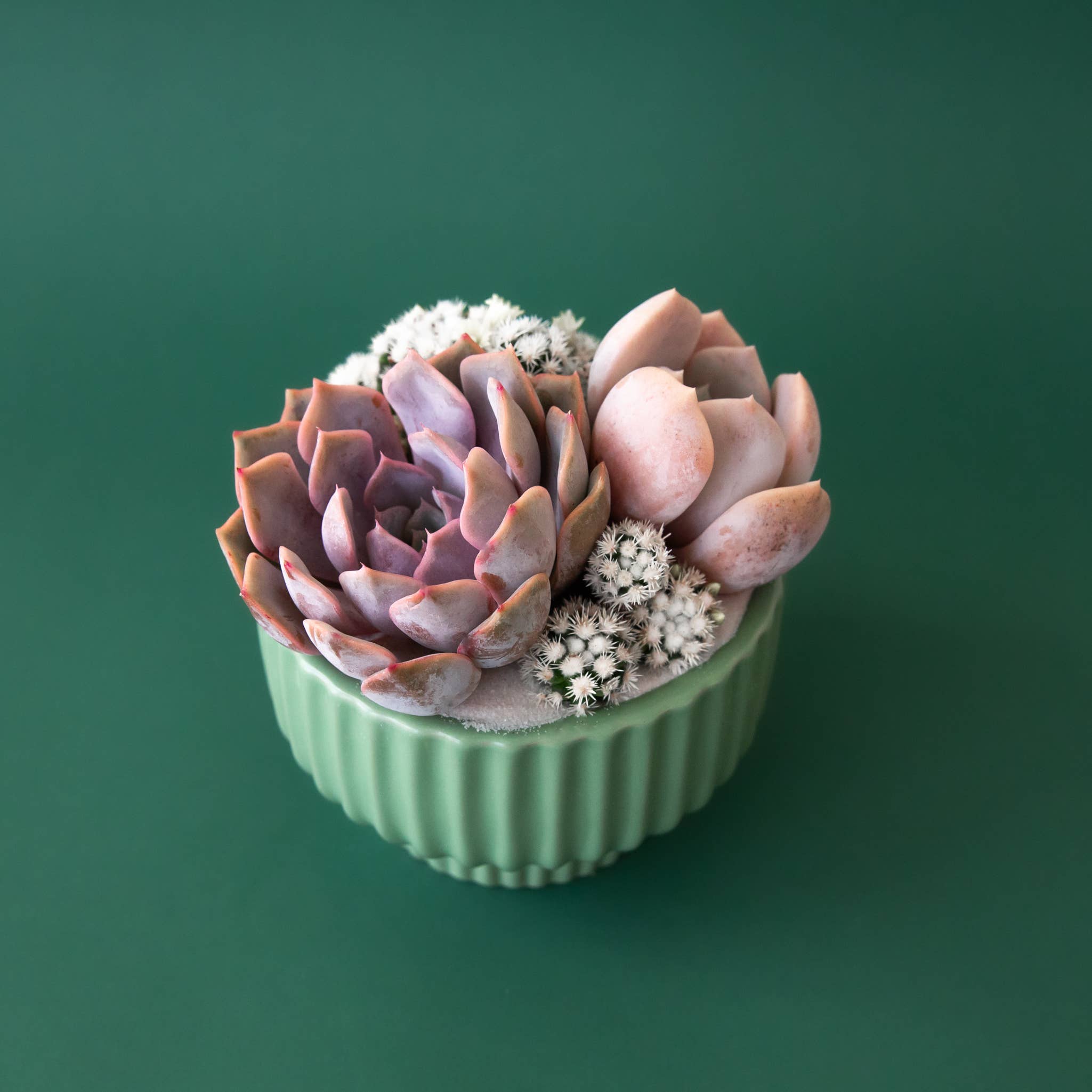 Jungle Club - Wholesale Plant Pot - Presley Pedestal Pot | Jade2