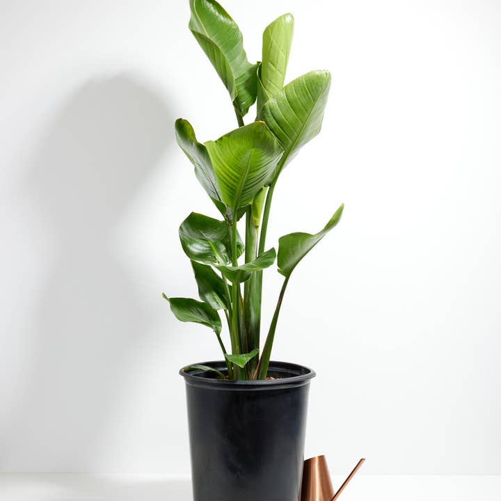 Lively Root - Wholesale Live Plant - Giant Bird of Paradise14