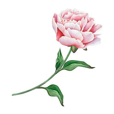 Rosa per la vendita all'ingrosso da parte di Sioou