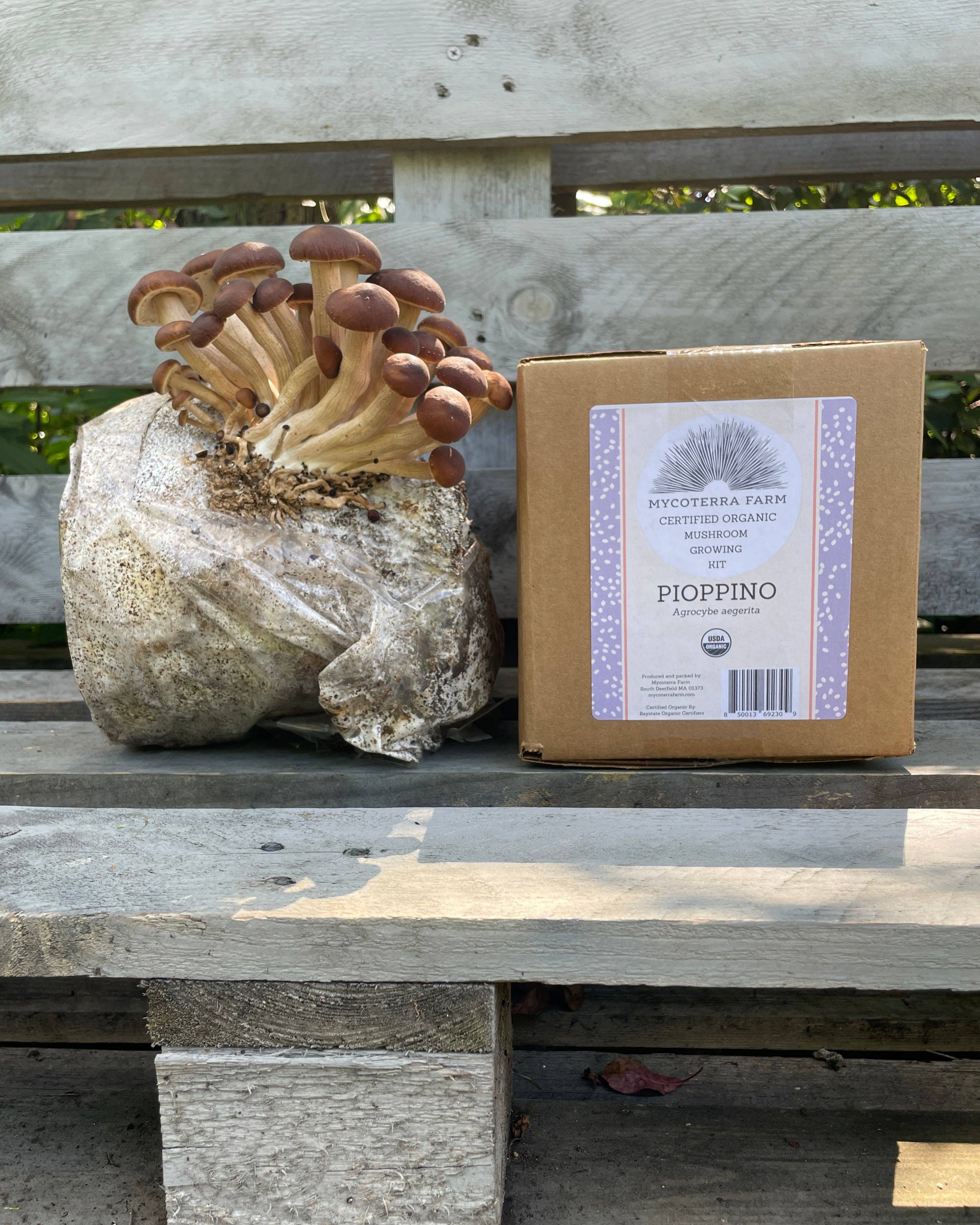 Mycoterra Farm - Wholesale DIY Food Kit - Pioppino Mushroom Grow Kit1