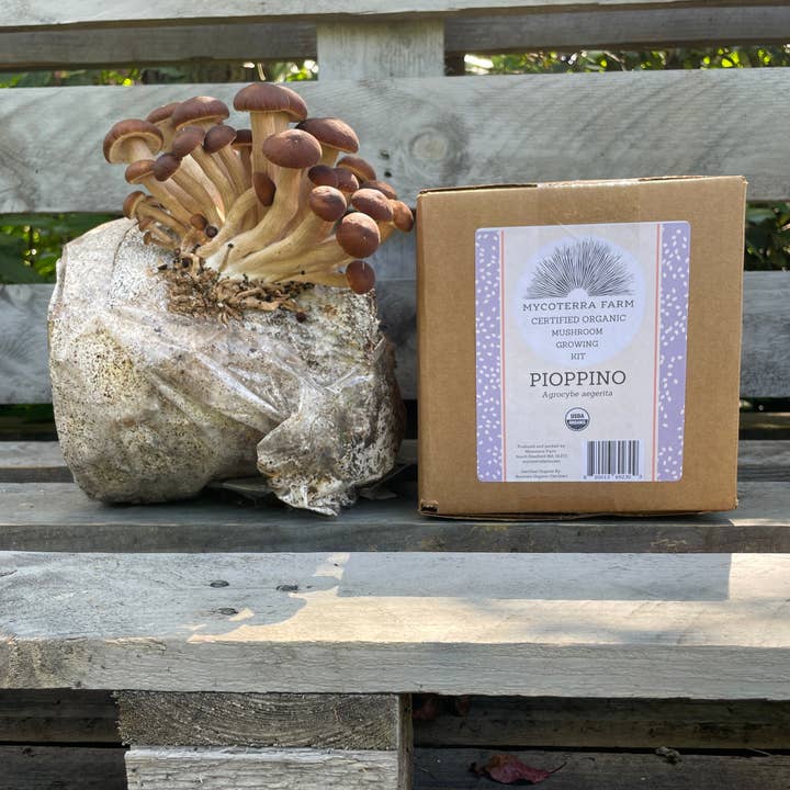 Mycoterra Farm - Wholesale DIY Food Kit - Pioppino Mushroom Grow Kit1