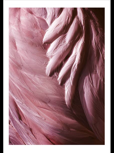 Plumes Flamant Rose pour la vente par Wallified