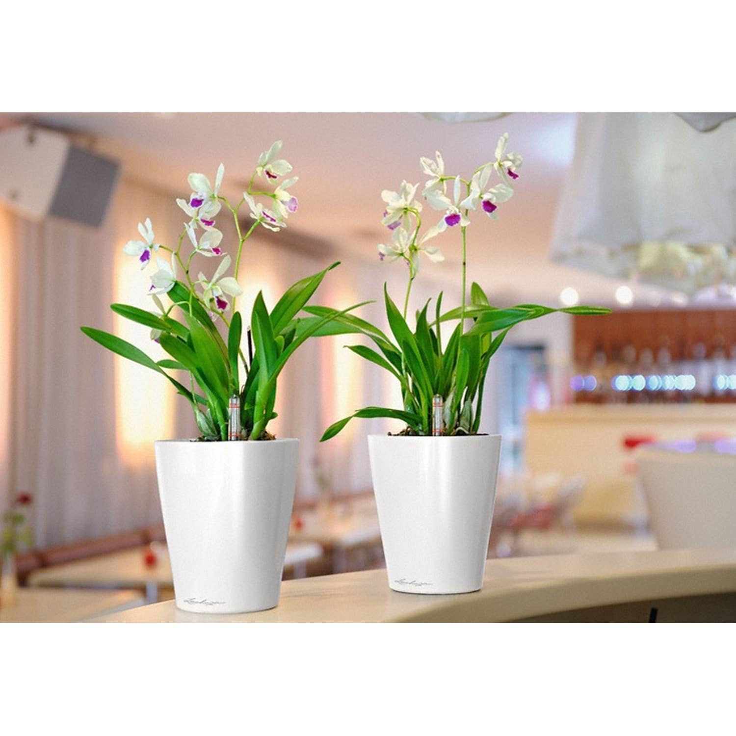 Lechuza Self Watering Planters - Vendita all'ingrosso Vasi per piante - Lechuza Deltini e Mini-Deltini vaso da tavolo in poliresina con sistema di autoirrigazione13