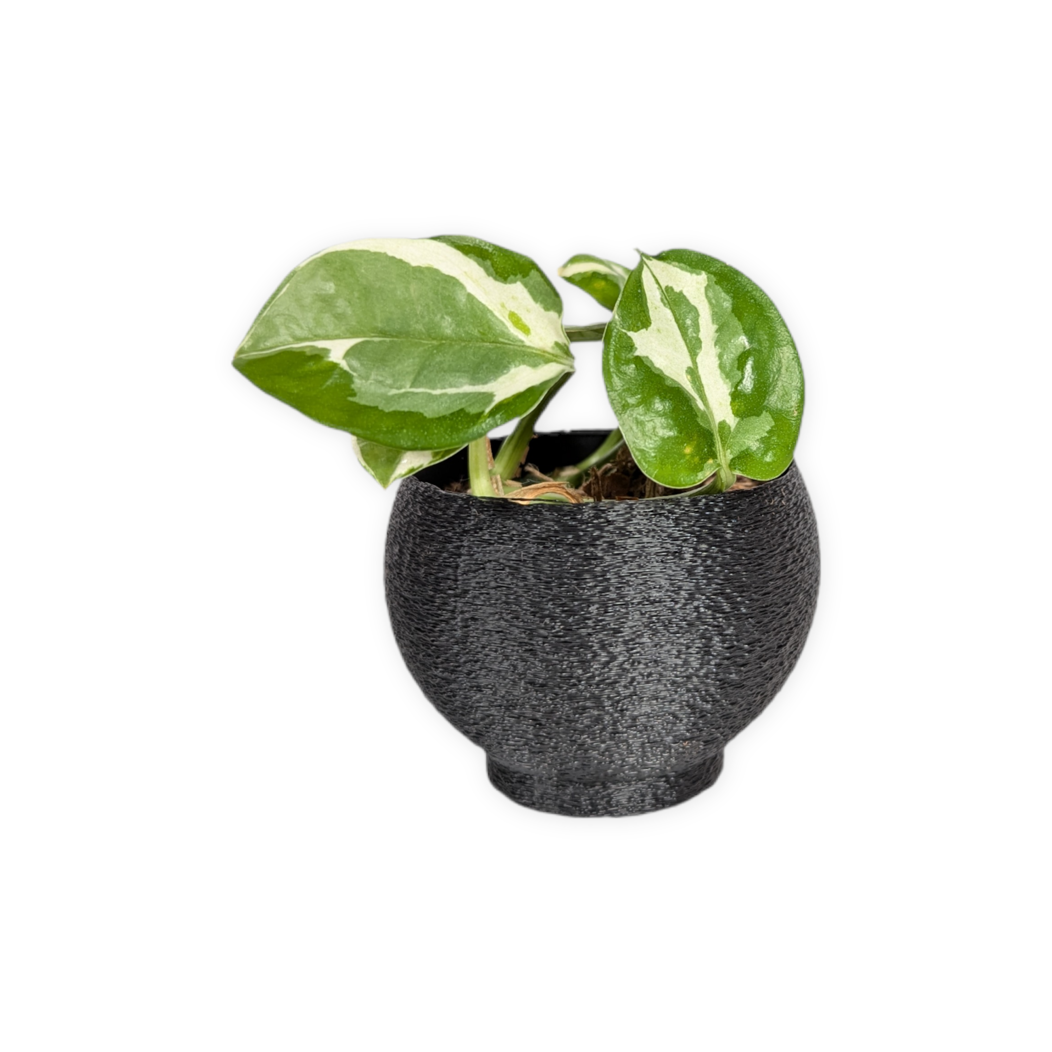 Leafprints.3d - Wholesale Plant Pot - The Petal – 2 Inch Cover Pot (No Drainage)0