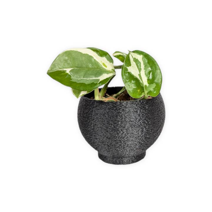 Leafprints.3d - Wholesale Plant Pot - The Petal – 2 Inch Cover Pot (No Drainage)