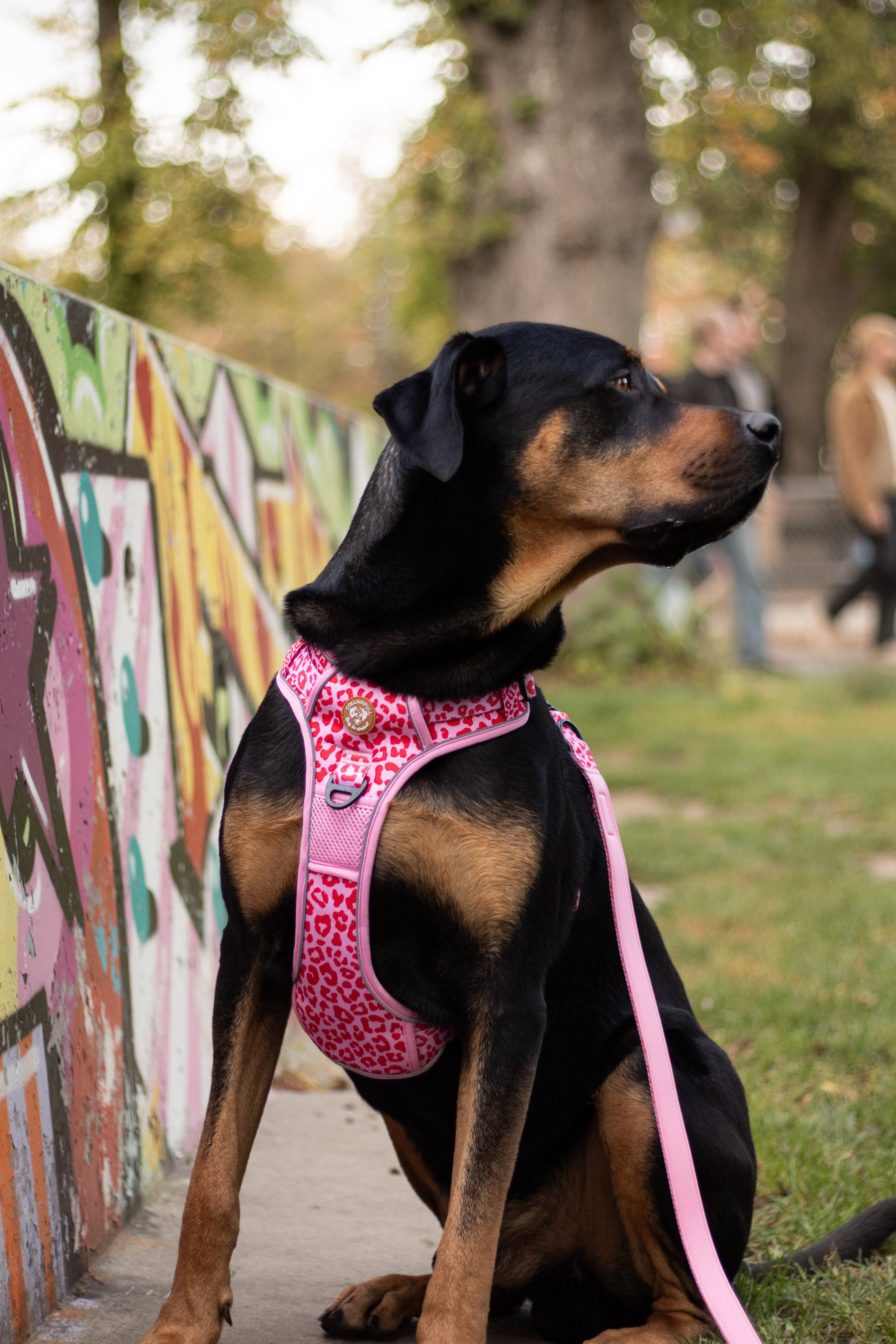 Collarfull – wholesale Pet collar – Dog – Adjustable Dog Leash - Pink Panther5