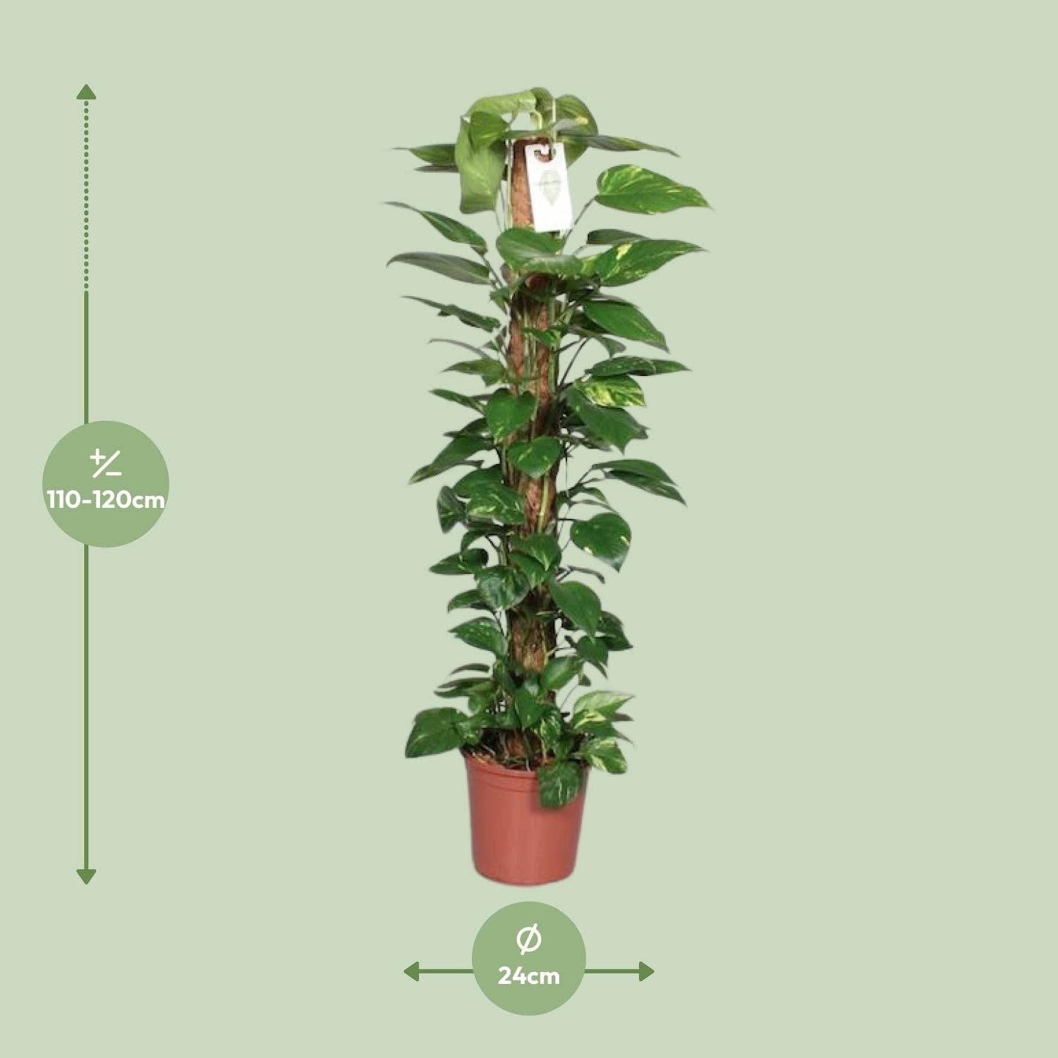 Oasis of Life – wholesale Live plant – Epipremnum Pinnatum Moss Pole – Scindapsus – Height 120cm – Ø24cm – Climbing Plant with Moss Stick – Air-Purifying Houseplant – Easy Care & Decorative for Indoors3