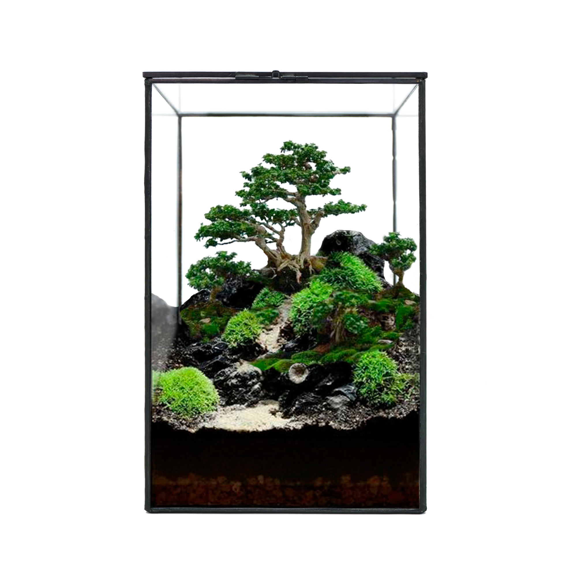 HIRO AQUATICS - Wholesale Terrarium - Indoor Plant/Little Forest Glass Vessel Container for Plants2