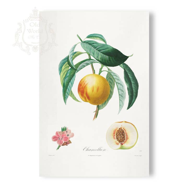 Chancelliere ferskenprint for engroshandel hos Old World Art Co.