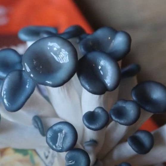 The Mushroom Conservatory LLC – Kit de comida DIY por atacado – Pacote de Variedades de 12 Incríveis Kits de Cultivo de Cogumelos!