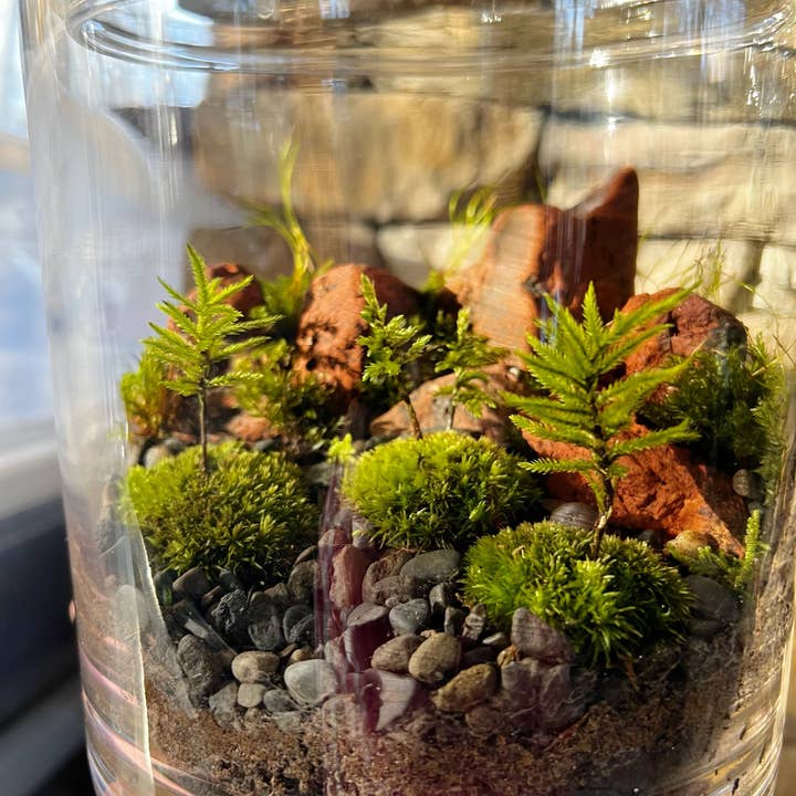 Moss & Stone Gardens - Wholesale Terrarium - Tree Moss Island Terrarium Kit - Cushion Moss & Tree Moss2