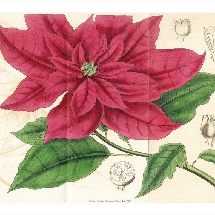 Pointsettia 1836 Holiday Cards
Christmas Cards for wholesale by The Retrospect Group Collection