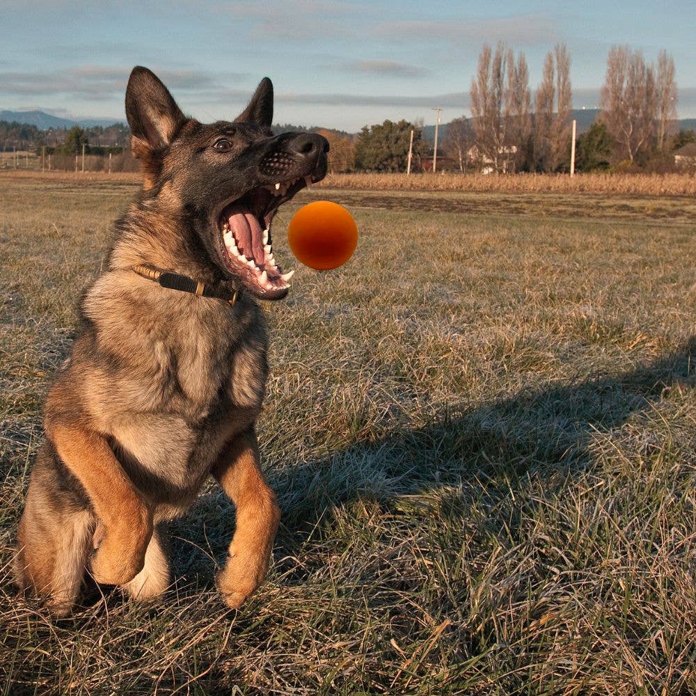 WILDFANG – Bola para cão - Cão por atacado – Bola de borracha para cachorro “Fabius” – 100% borracha natural5