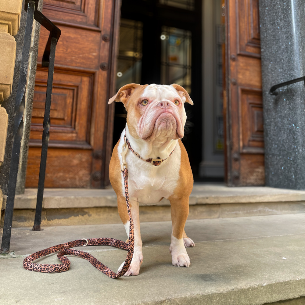 Cocopup London - Wholesale Pet Leash - Dog - Quilted Leopard Pup Lead11