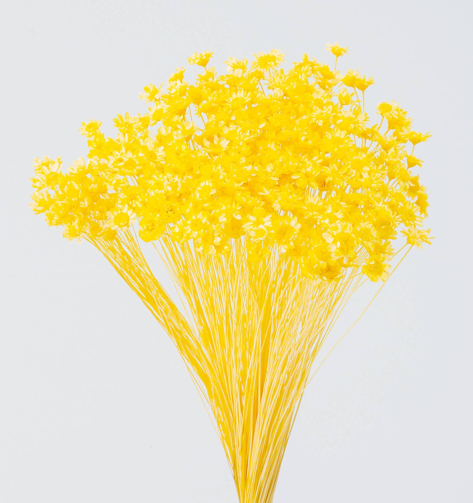 2626 Designs - Wholesale Dried/Pressed Flowers - Dried Preserved Star Flower Mini | Realistic & Lasting Decor0