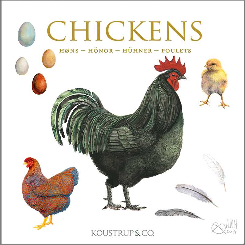 Koustrupco - Wholesale Everyday Greeting Card - Square cards CHICKENS- 8 quality cards made in Europe3
