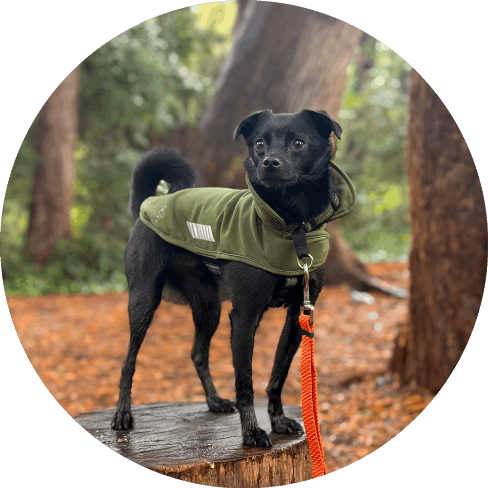 Wildebeest - Wholesale Pet Raincoat - Dog - All Weather Dog Jacket | Waterproof Dog Rain Coat | Fleece22