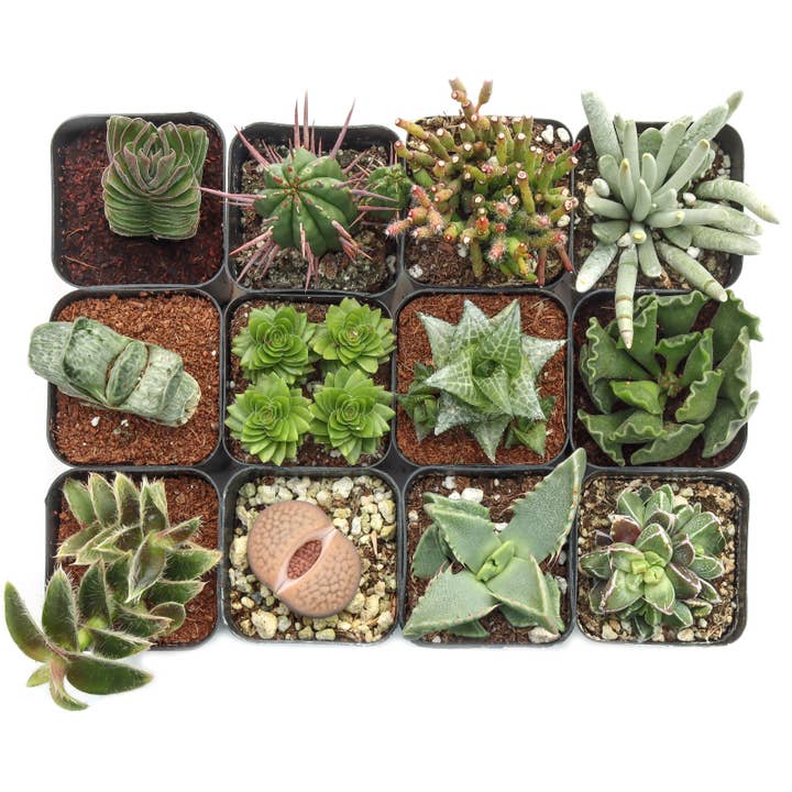 Mountain Crest Gardens - Wholesale Succulent - Rare & Unique Succulent 12-Pack (12 Varieties, 2" Pots)