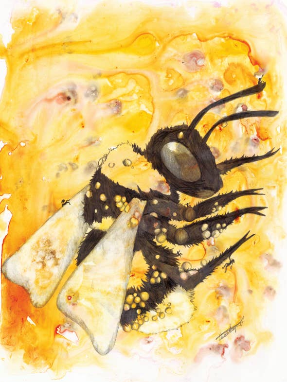 Beatrice (Honingbij) voor wholesale door Freckled Illustrations