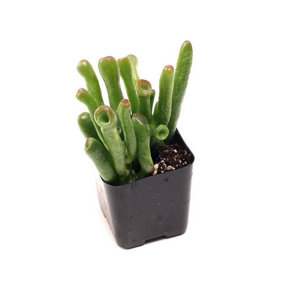 Mountain Crest Gardens - Wholesale Succulent - Crassula & Jade 12-Pack (6 Varieties, 2in Pots)3