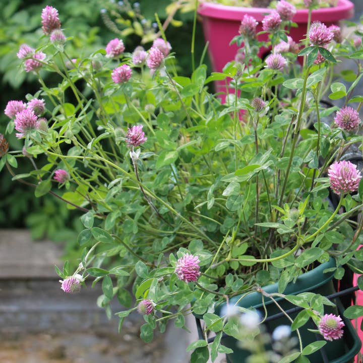 Seedball - Vente Graines de plantes - 50 boîtes à graines avec boîte de présentation19