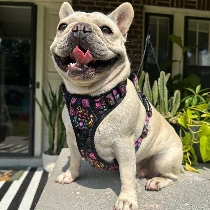 Beast & Buckle - Wholesale Pet Harness - Dog - Girly Tattoo No Pull Dog Harness5