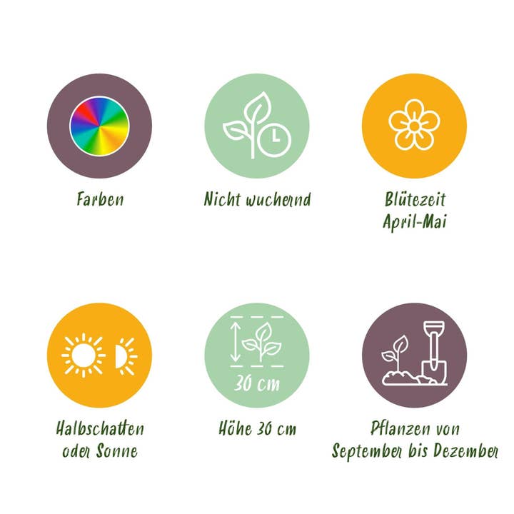 Oasis of Life - Vendita all'ingrosso Piante vive - Bulbi di tulipano Blueberry Mix – Vari colori – 12 pezzi – Dimensione del bulbo 11/12 – Miscela di tulipani colorati per giardino, balcone e terrazza – Fioritura primaverile5