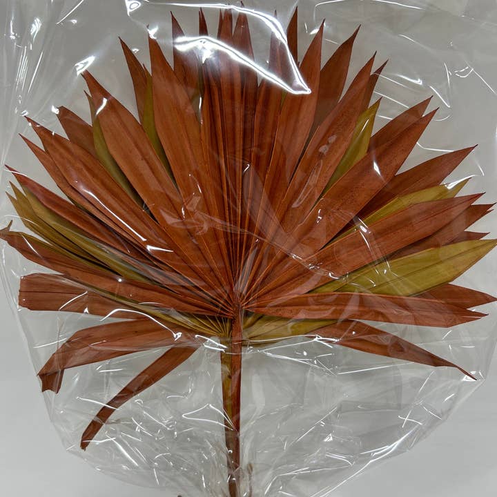 GS Foliage - Wholesale Dried/Pressed Flowers - Dried Sun Palm - 3pc Bunch 4