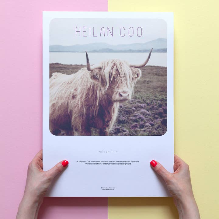 Scottish Banter Print Highland Cow for wholesale by Neon Gray