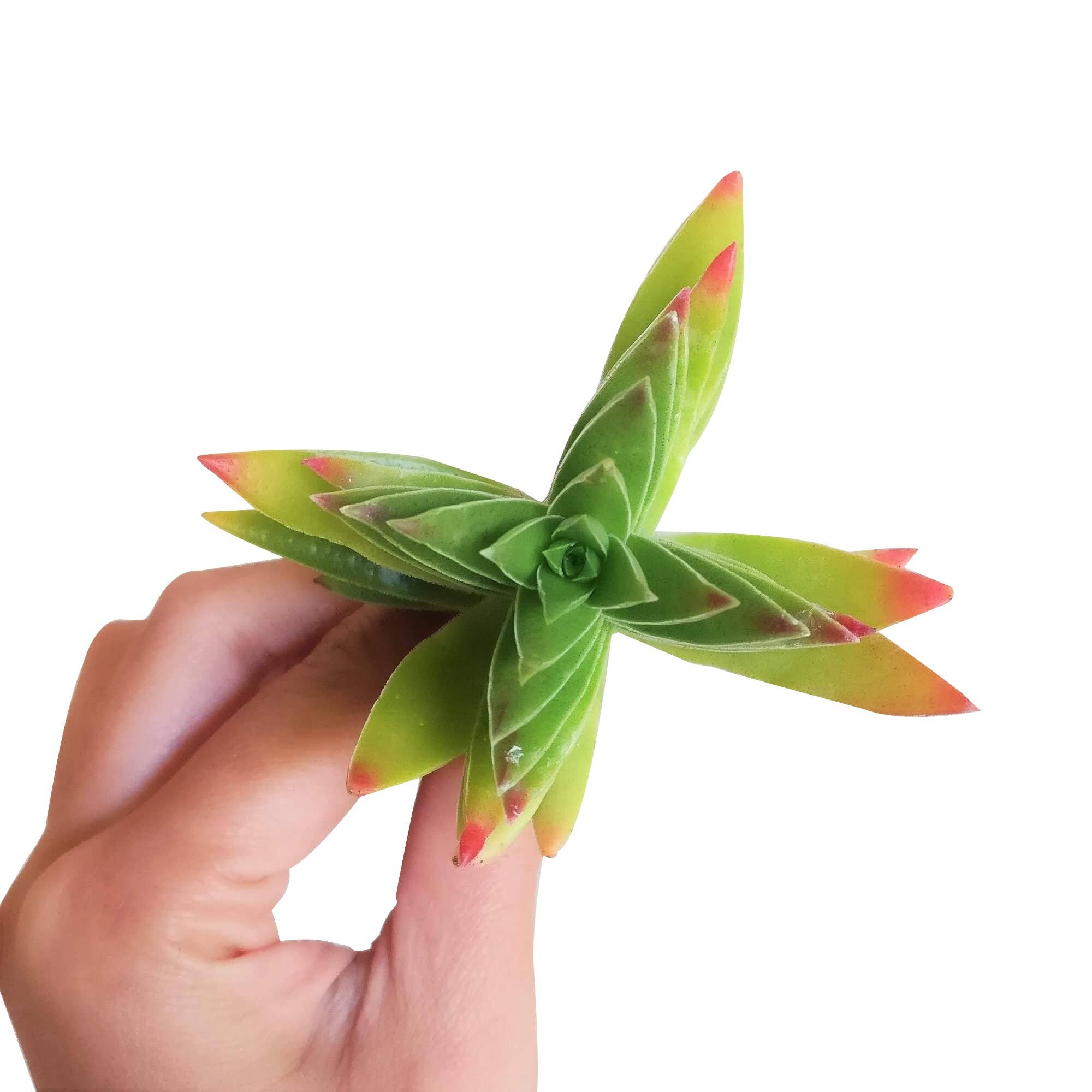 Best Plant Friend - Wholesale Succulent - Red Pagoda Shark Tooth -Crassula capitella 2/4in6