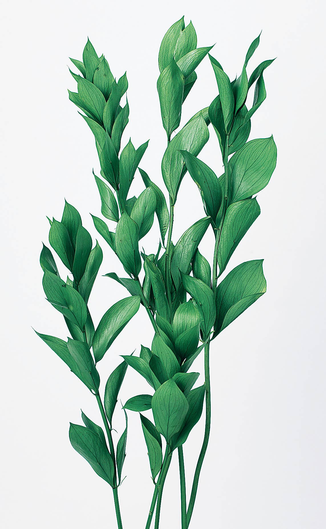 Fresh Green Dried Preserved Ruscus Garden | Realistic&Lasting Home Decor for wholesale on Faire0