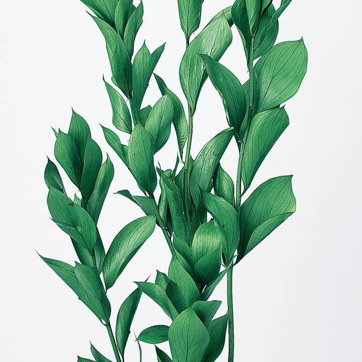 Dried Preserved Ruscus Garden | Realistic&Lasting Home Decor for wholesale by 2626 Designs