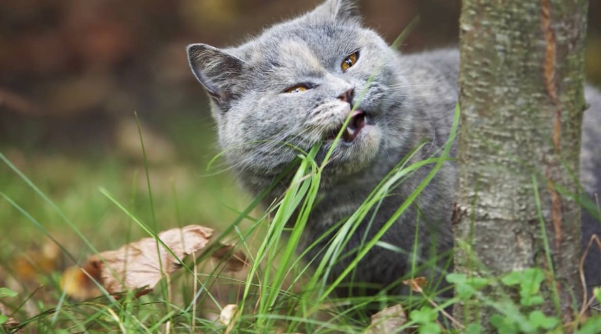 Vitality Farms Company – wholesale Levande växt – GIY Petgrass Kit5