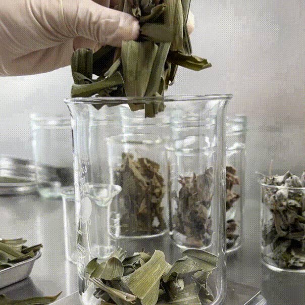 Seraphine Botanicals – wholesale Facial serum/concentrate – Tamanu + Mugwort - Recovery & Relief Serum2