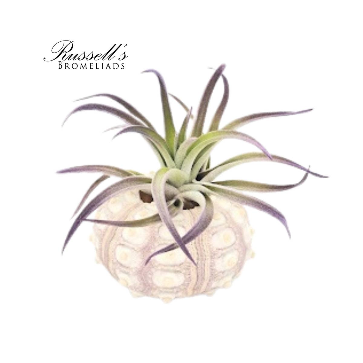 Russell's Bromeliads - Wholesale Live Plant - Sputnik Shell with Air Plant4