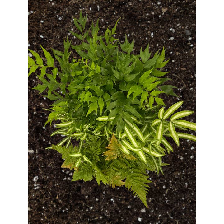 6" Exotic Fern Assortment – Festive Curated Indoor Fern Collection for wholesale by Central Florida Ferns & Foliage