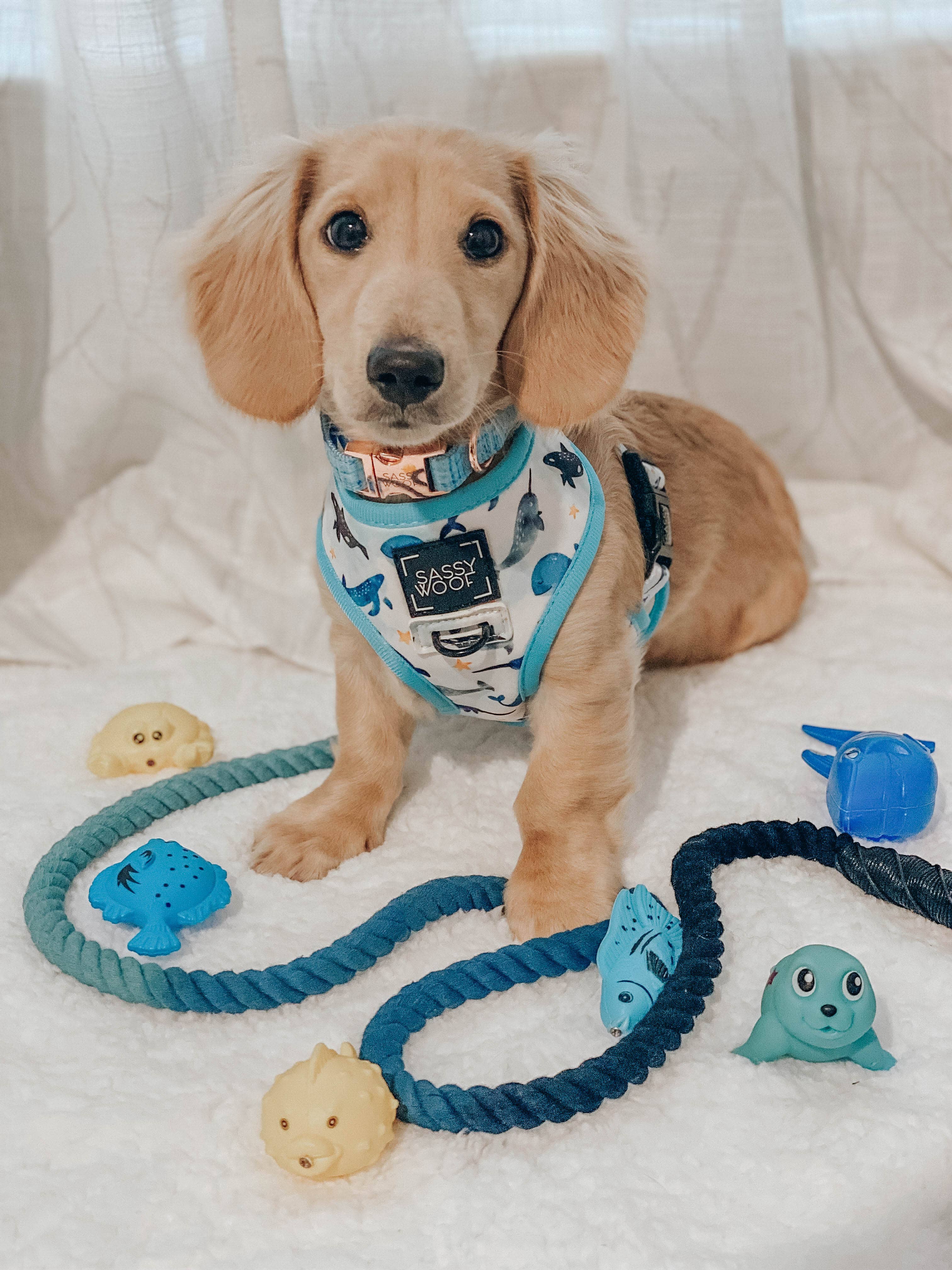 SASSY WOOF - Wholesale Pet Leash - Dog - Dog Rope Leash - Romeo4