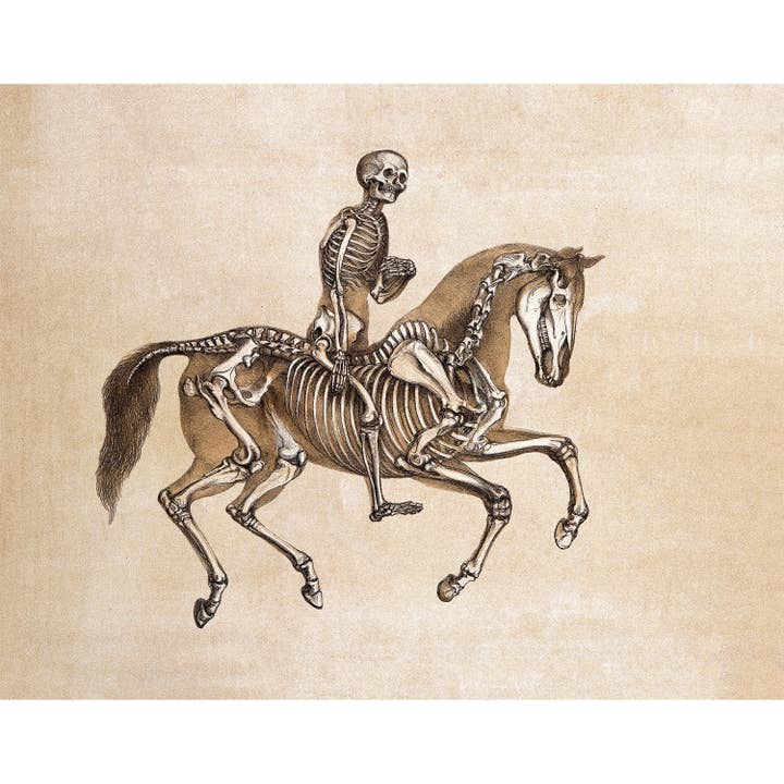 Vintage anatomisk illustration | Mänsklig & häst anatomi | Antika ben | Skelettväggskonst | Veterinär och läkare gåva för wholesale av Rock Paper Scissors Wall Art