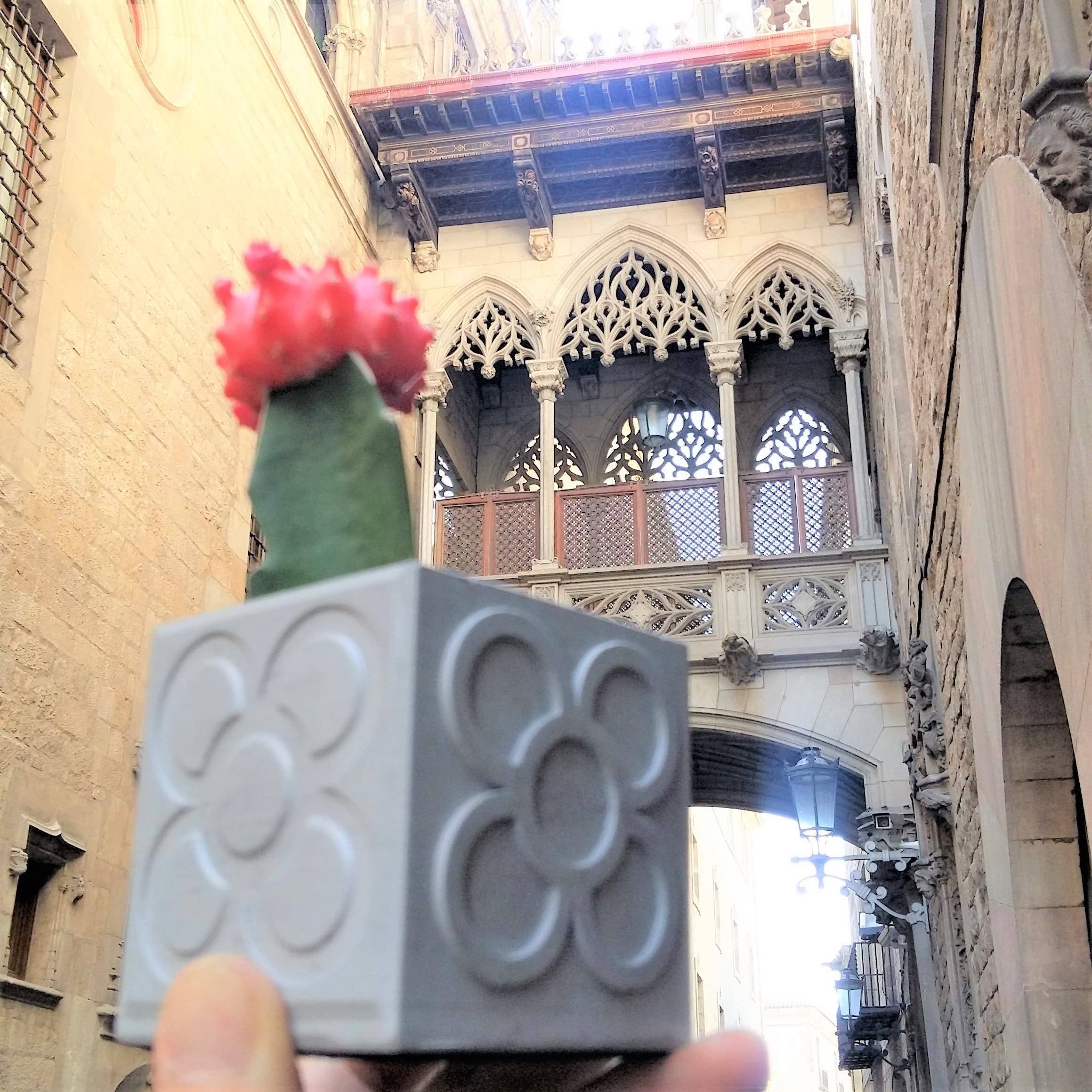 Yumilab - Venta al por mayor Macetas - Maceta Panot de Barcelona4