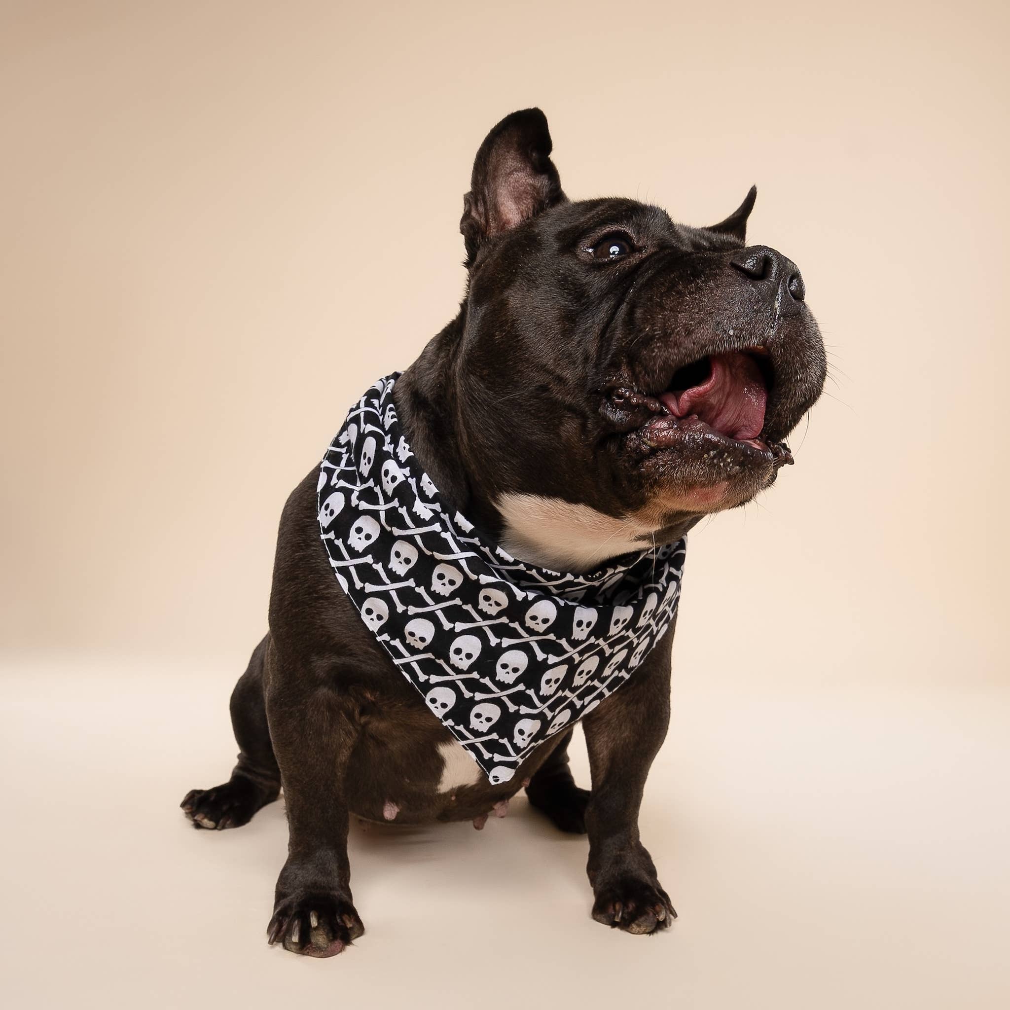 The Paws - Vente Bandana – chien - Bandana Wicked Dog pour chien2