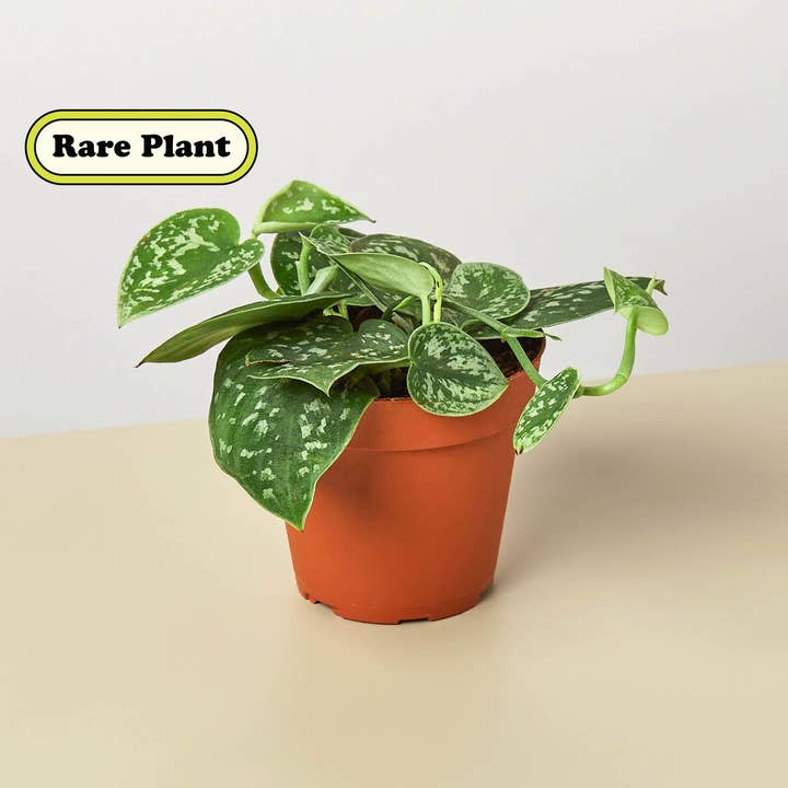 Pothos 'Satin' for wholesale by Rooted Treasures Farms