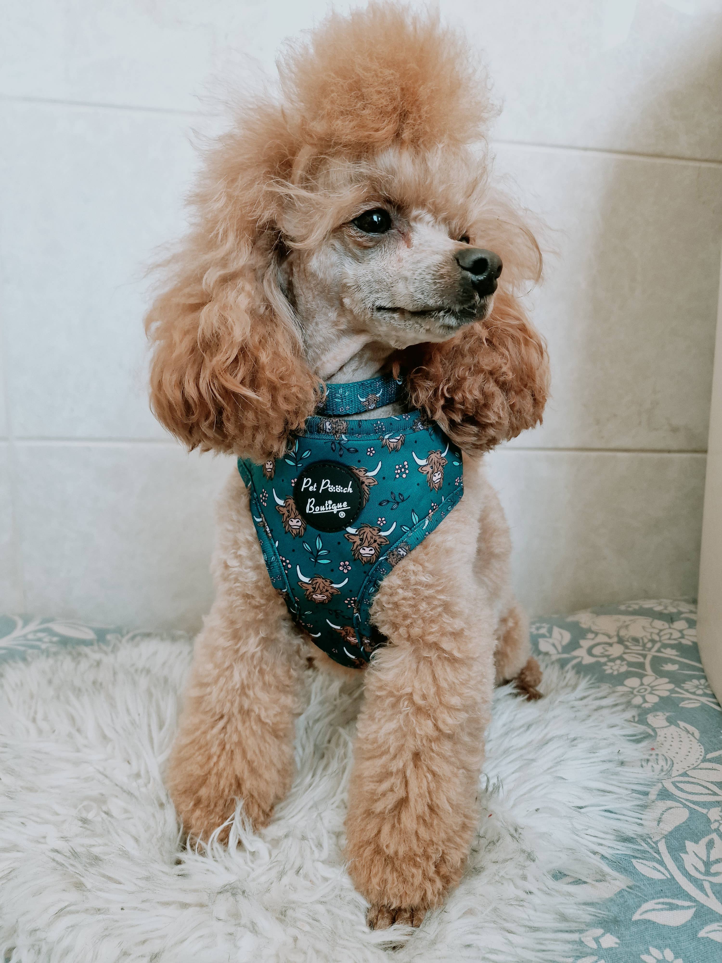 Pet Pooch Boutique - Wholesale Pet Harness - Dog - Happy Highland Cow Puppy Dog Harness8