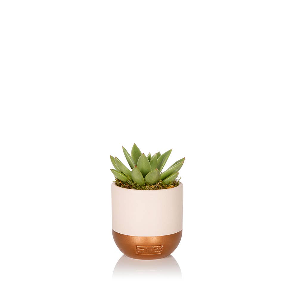 The Little Botanical – wholesale Succulent – Miranda29