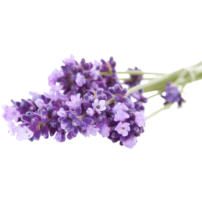 Sprigbox - Wholesale Plant Seeds - Lavender Grow Kit | Flower Gift | Wooden Planter Box2