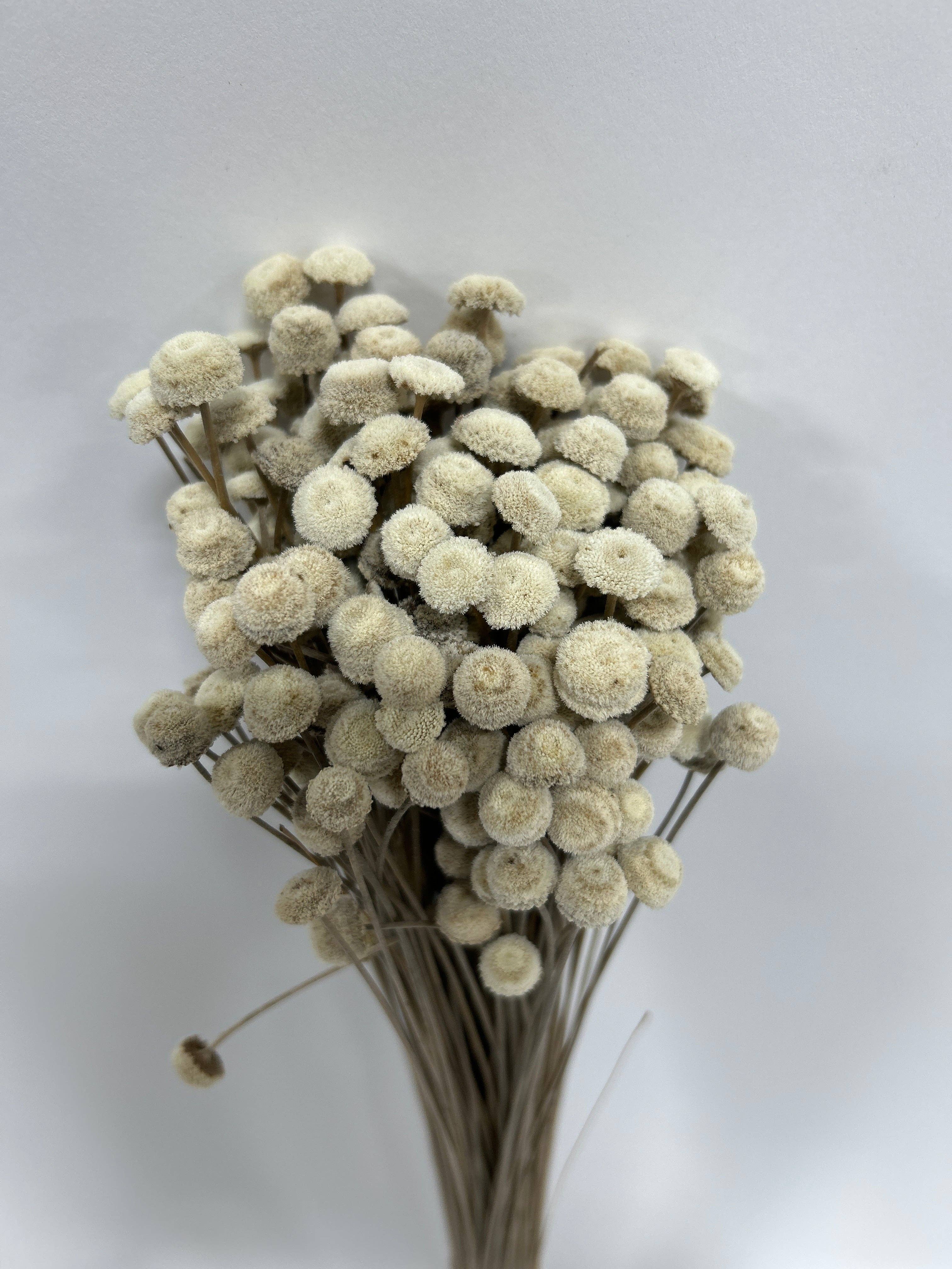 GS Foliage – Engroshandel Tørrede/pressede blomster – Tørrede Botao-blomster – Hvide eller Mørkeblå0