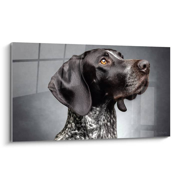 Black and White Portrait of a Dog with Golden Eyes - Canine Nobility - German Pointer Edition for wholesale by Walensky