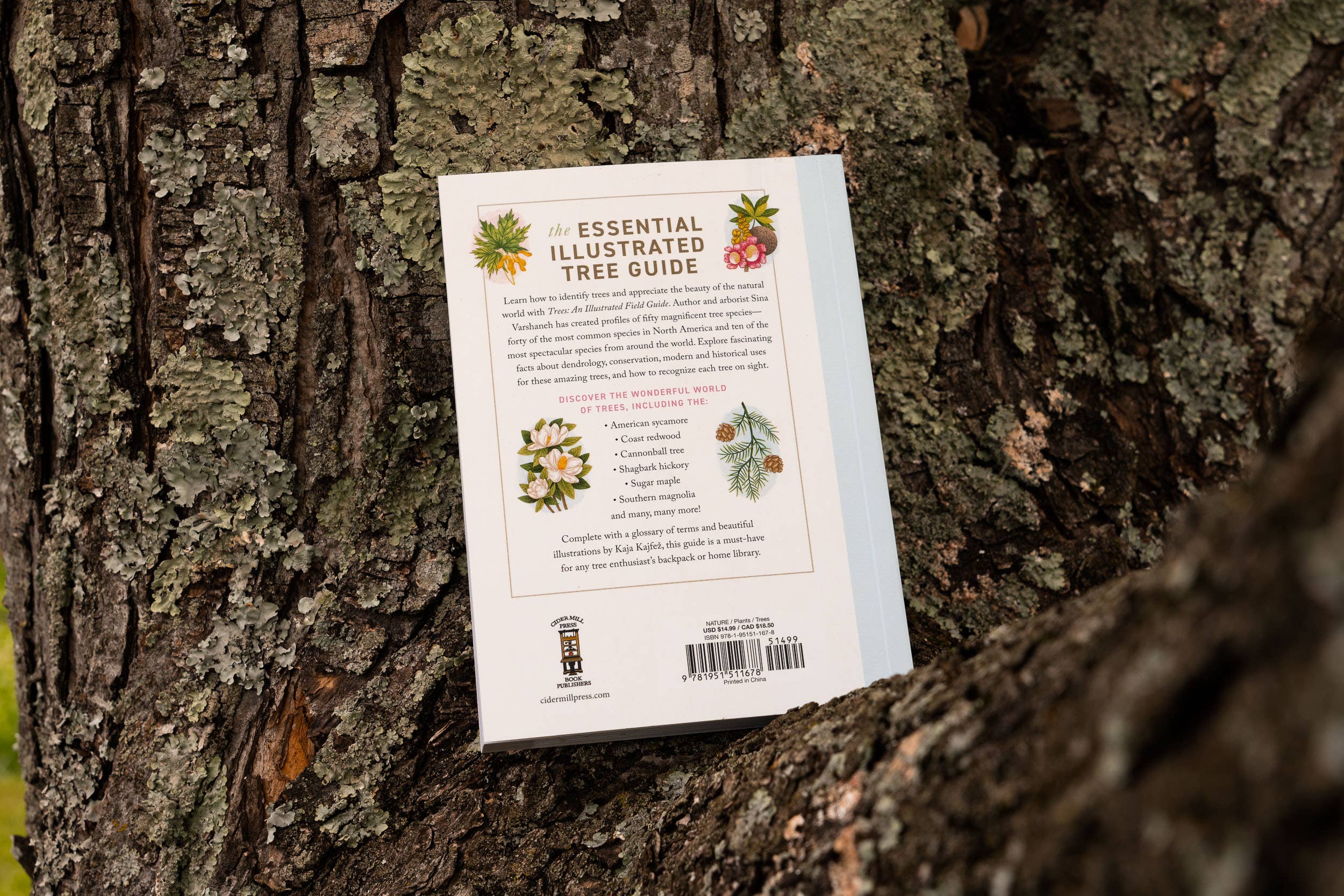 HarperCollins Focus - Wholesale Nature & Outdoors - Trees: An Illustrated Field Guide2