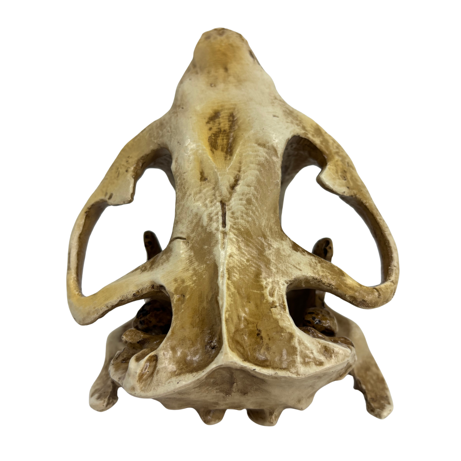 Science Museum of Minnesota - Wholesale Decorative Figurine - Giant Beaver Skull - Museum-Quality Replica Cast2