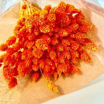 Chaton Et Monsieur Ours - Wholesale Dried/Pressed Flowers - dried PHALARIS