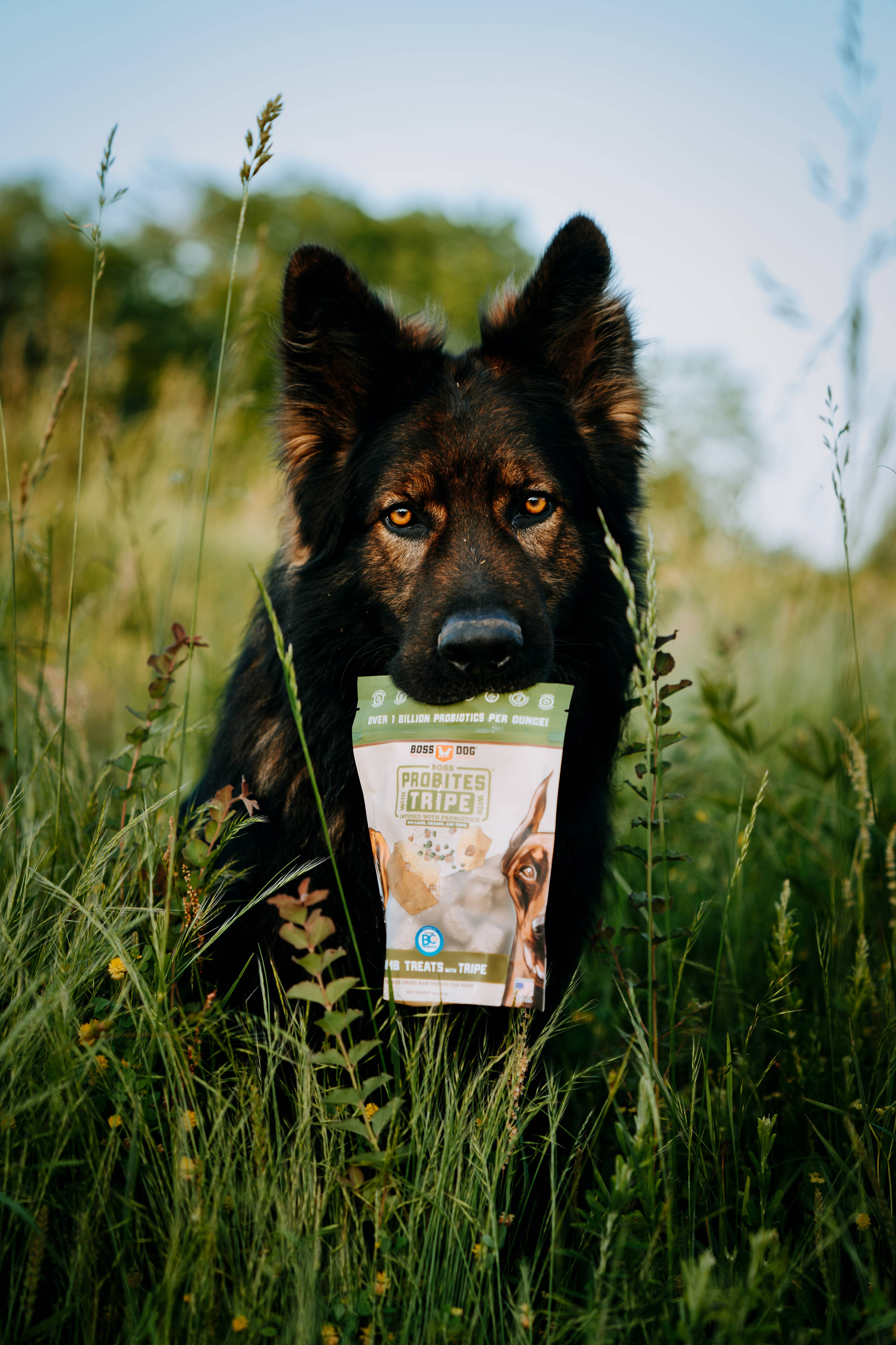 BOSS DOG BRAND, INC. - Wholesale Pet Treats - Dog - Boss Dog & Boss Cat Probites W/ Tripe- Lamb (3oz)2